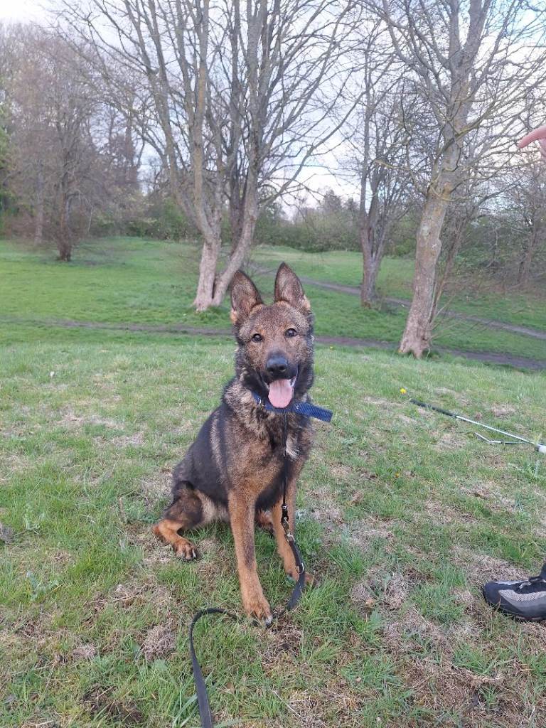 Kc Reg German Shepherd Female