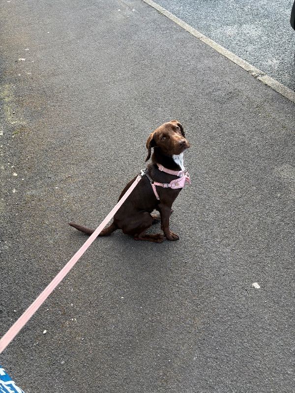 1 year old puppy female patterdale Terrier cross Labrador