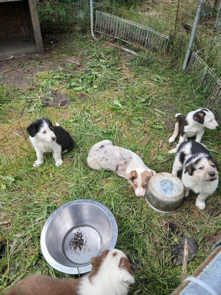 Border collie pups for sale