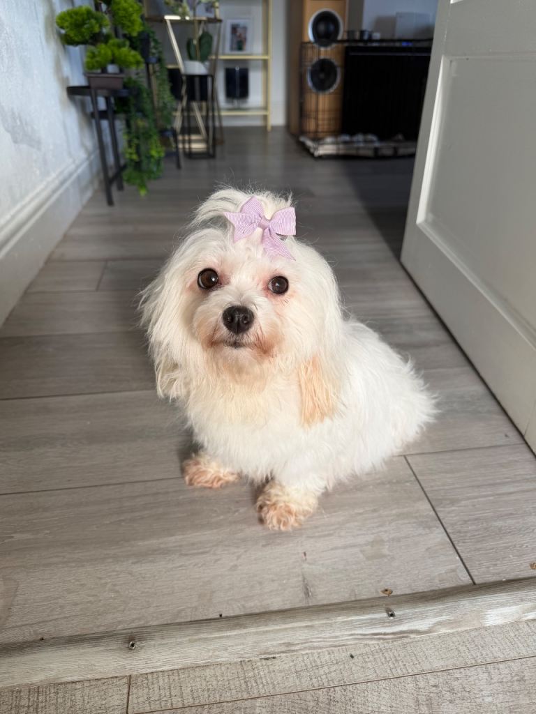 Hi am selling my Maltese