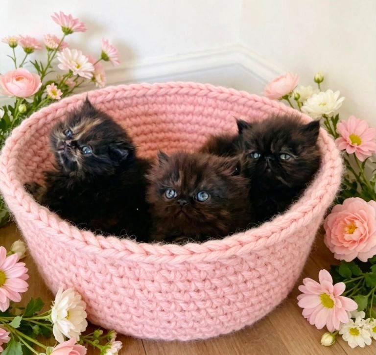 Persian babies