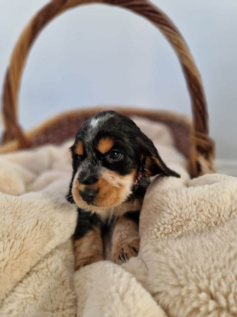 Outstanding kc registered cocker spaniel puppies 