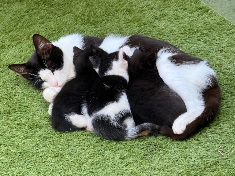 🐾 3 Beautiful Home-Raised Kittens 🐾