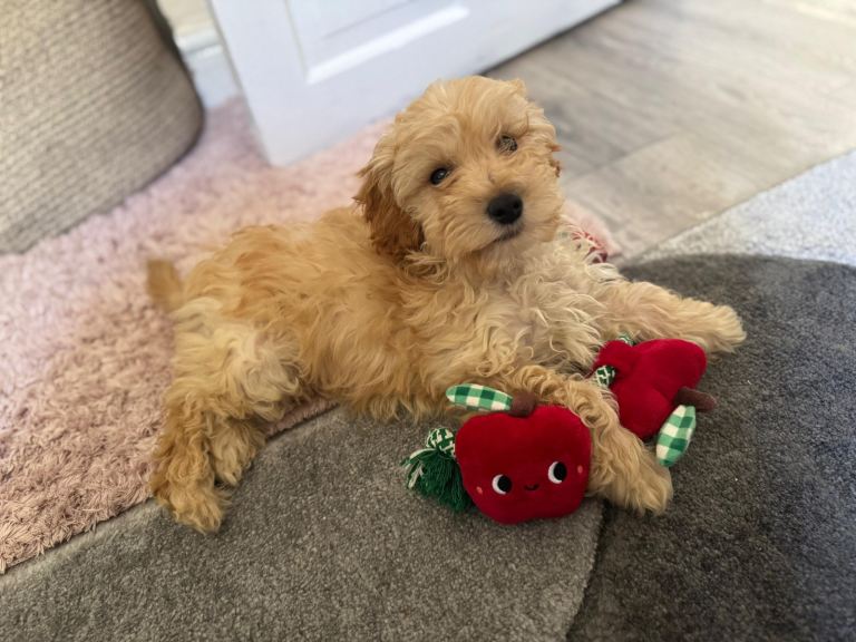 Adorable Cockapoo Puppy for Sale