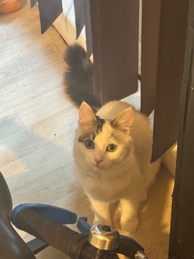 Tabby/white female kitten 