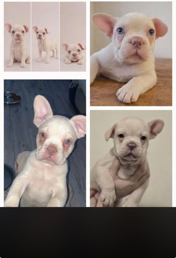 Last pup left - male -  French Bulldog Puppies 