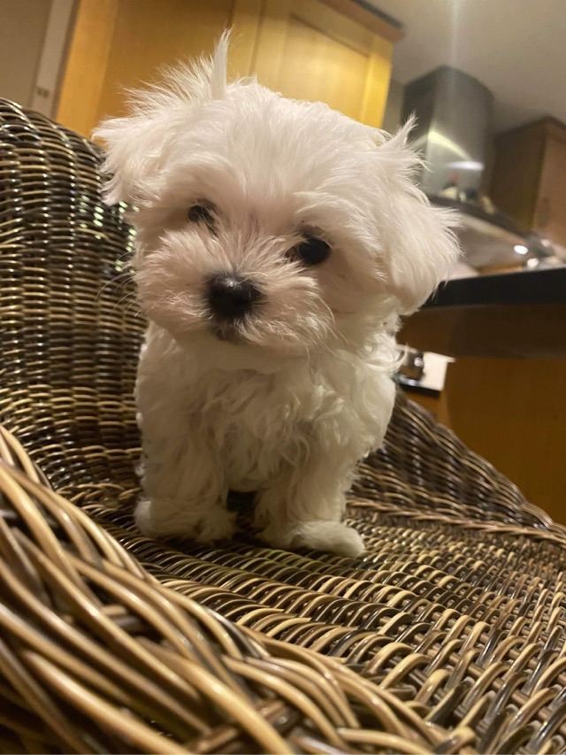 Maltese Pups/puppies looking for their forever homes