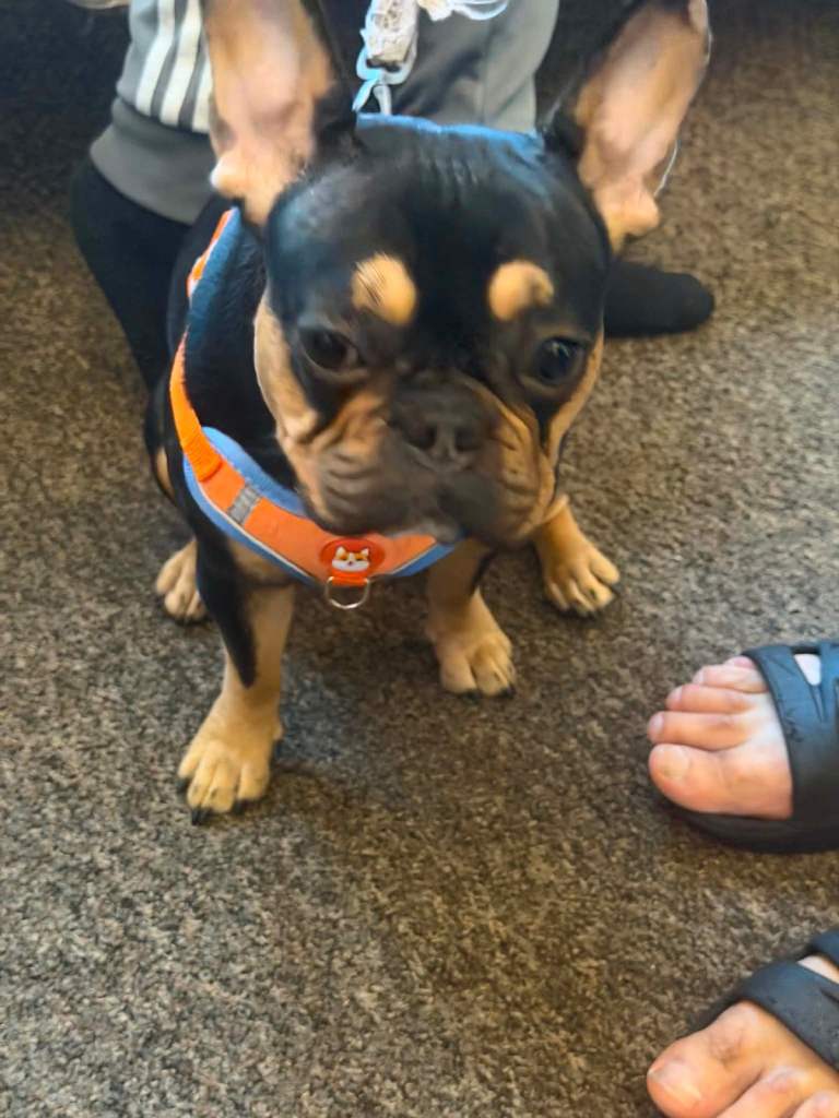 French bulldog 