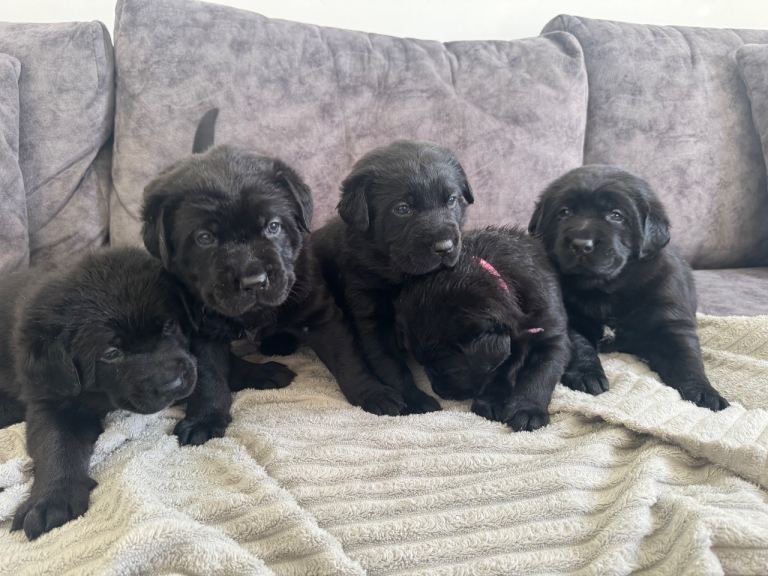 KC Registered Black Chunky Labradors  