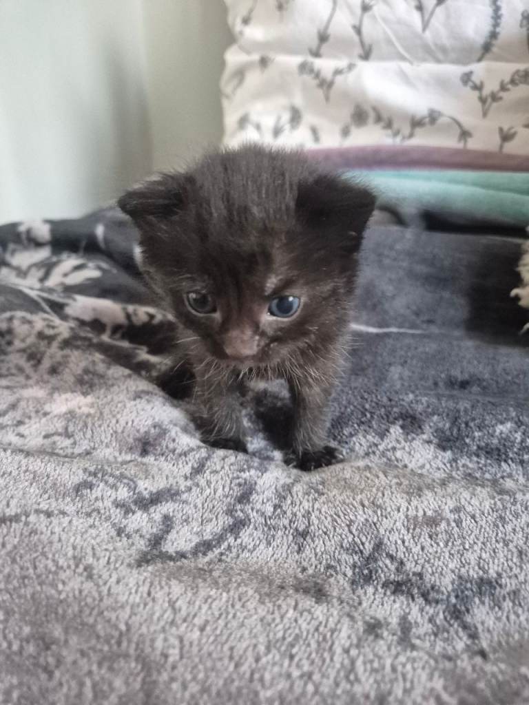 image for Nice black cat