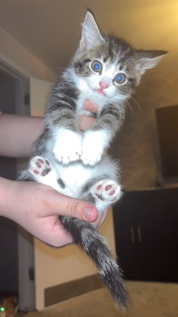 Beautiful 8 week old kittens 