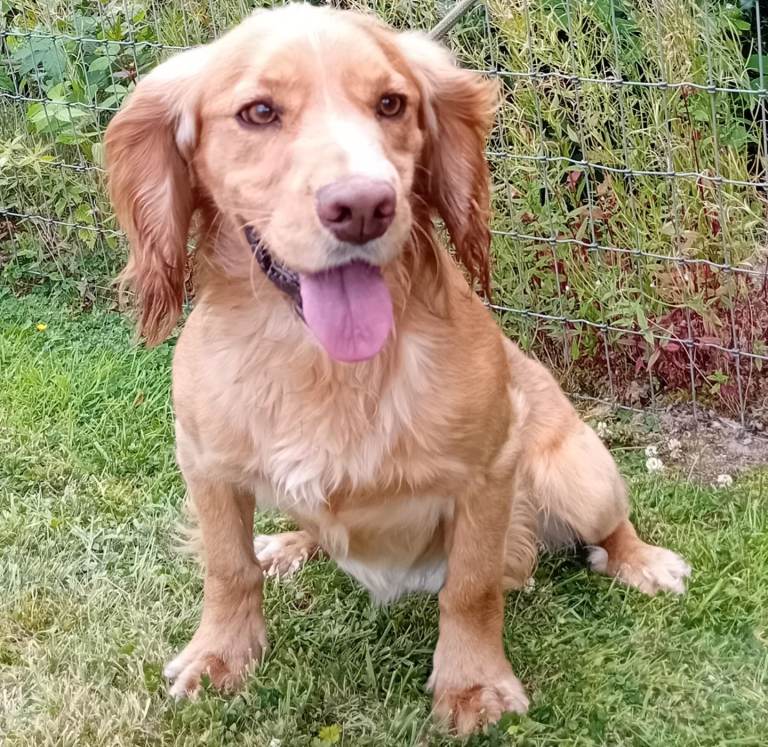 Cocker Spaniel Dog KC Registered 