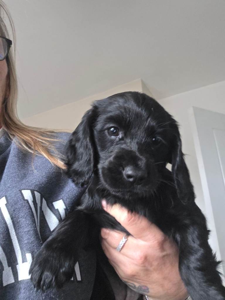Cocker spaniel 