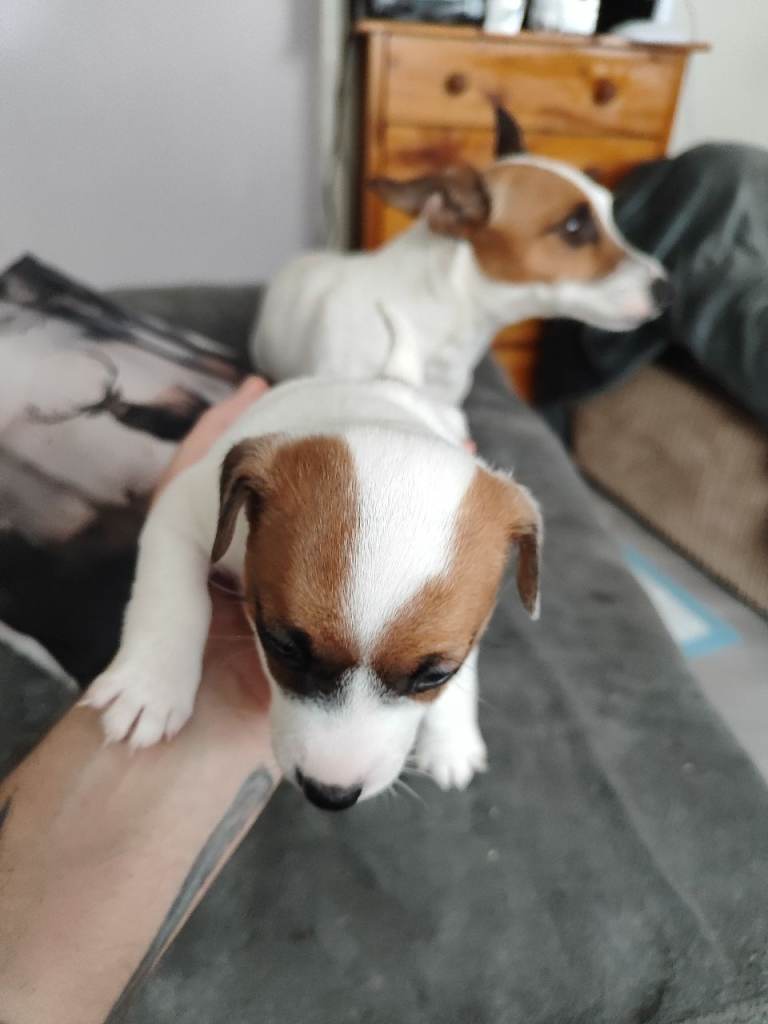 Jack Russell puppies 