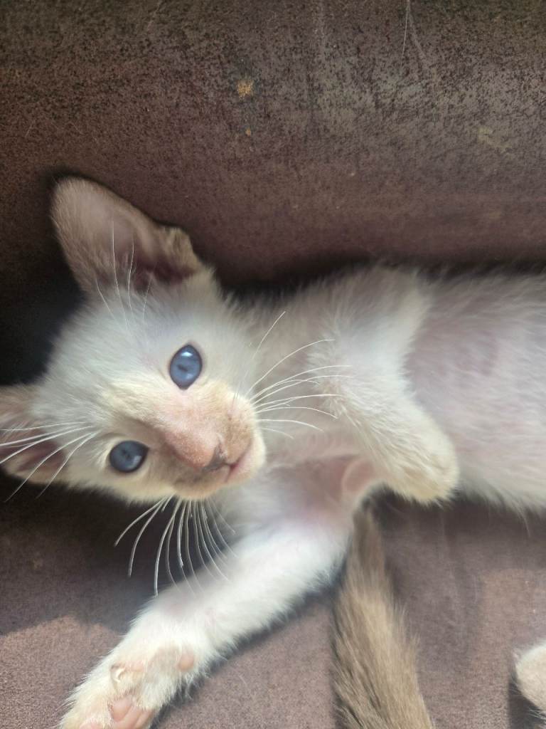 REDUCED Cinnamon poinr girl siamese and 2 fawn oriental boys available 
