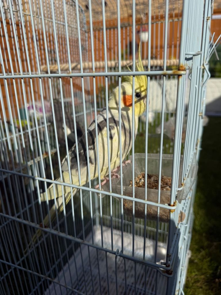 Cockatiels for sale with cage