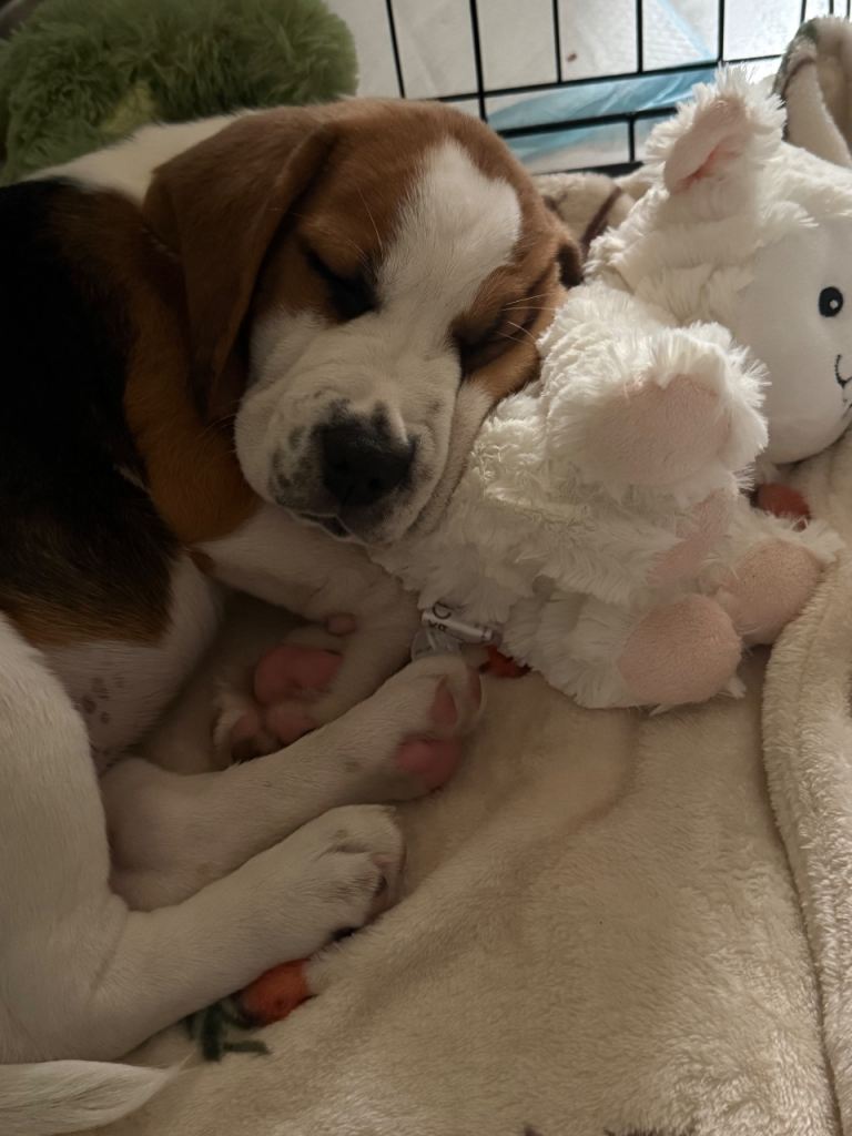 Beagle for sale 
