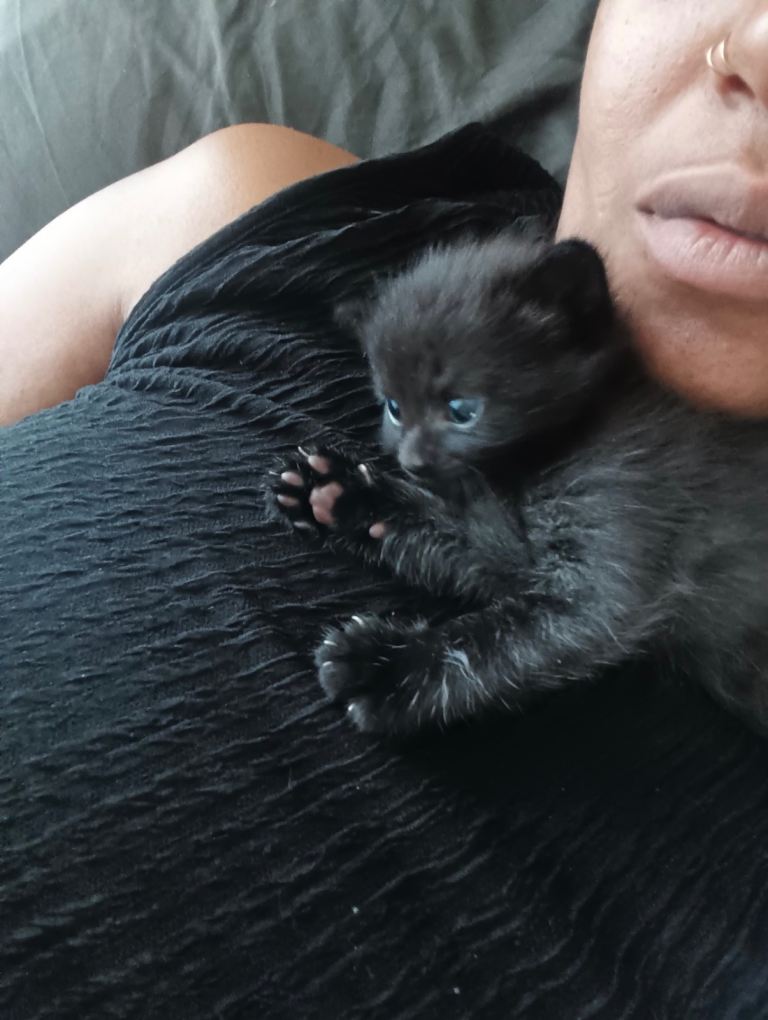 Beautiful hand reared kittens looking for forever homes