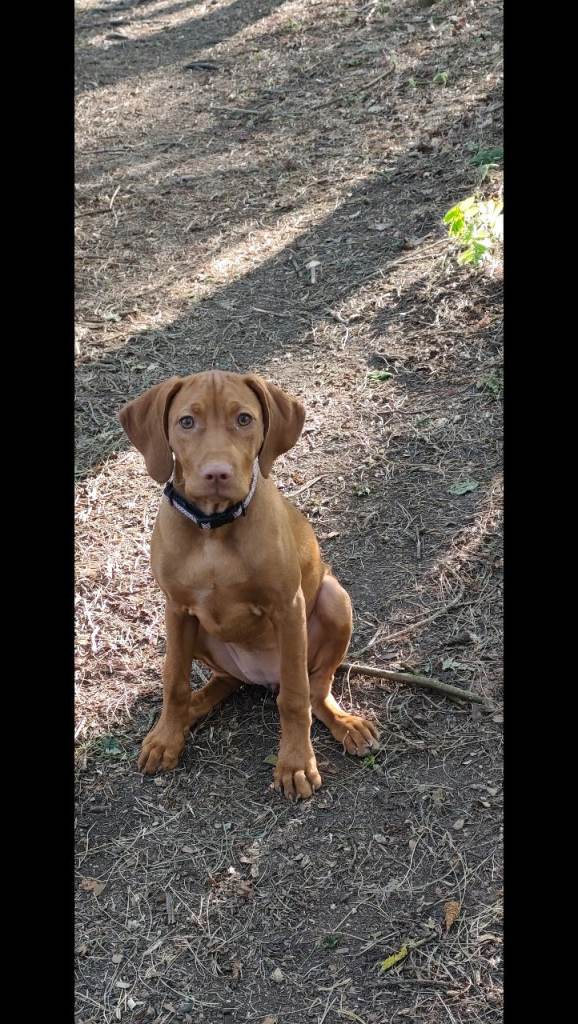 KC Registered Hungarian Viszla for sale