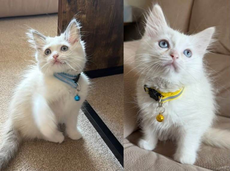 Two purebred Ragdoll kittens: a boy and a girl