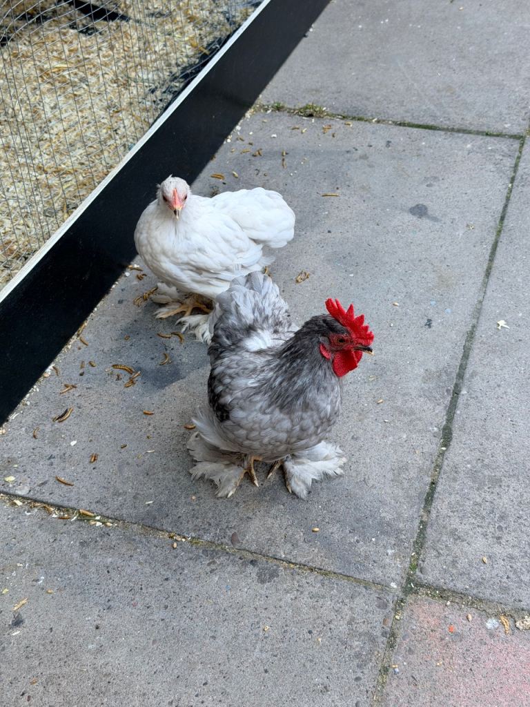 4 Friendly Chicken Chickens for Sale – Laying Hens & Cockerel – £60