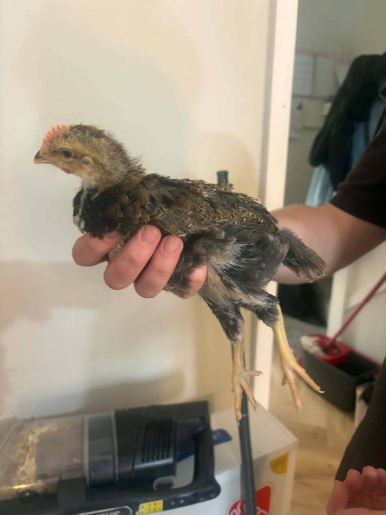 Cream legbar roosters 