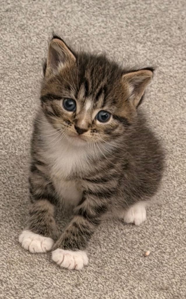 Maine coon cross kittens 