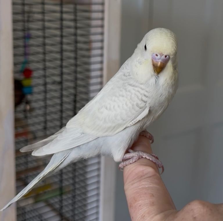 Pretty Little Budgie Babies