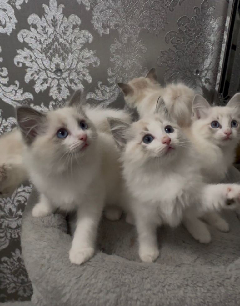 Stunning Ragdoll Kittens