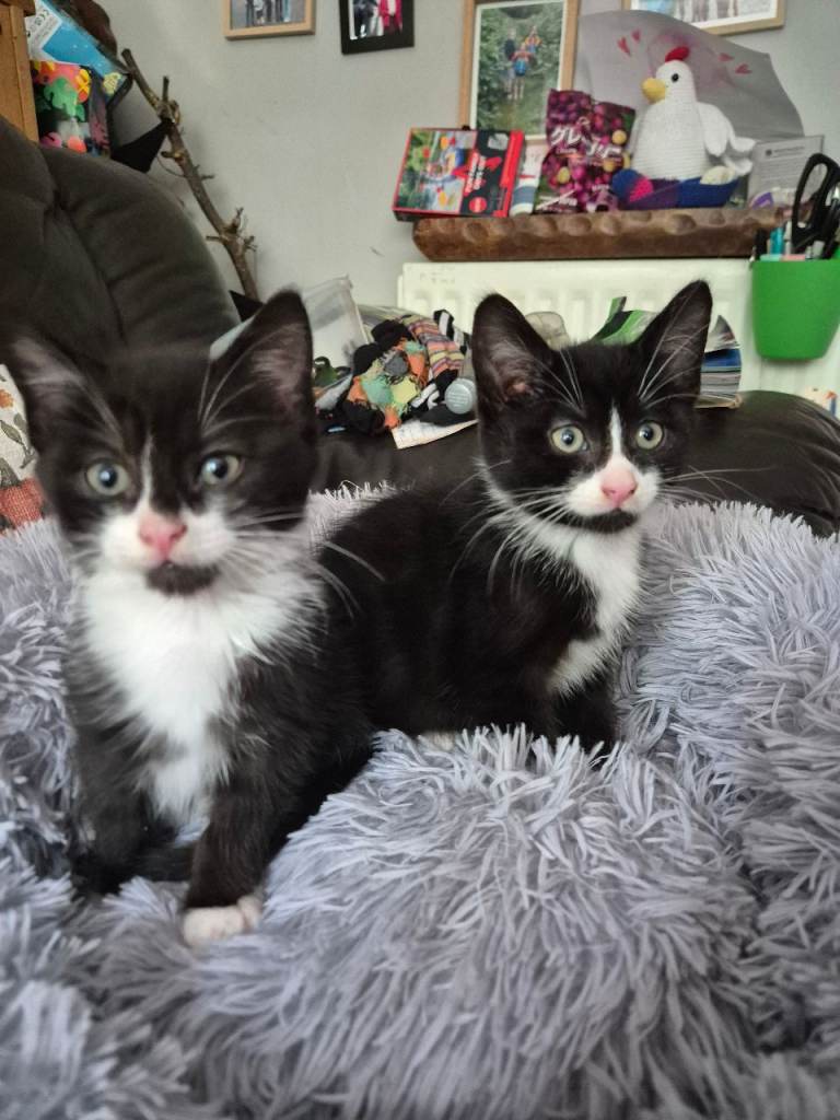 Gorgeous 9 week old kittens 