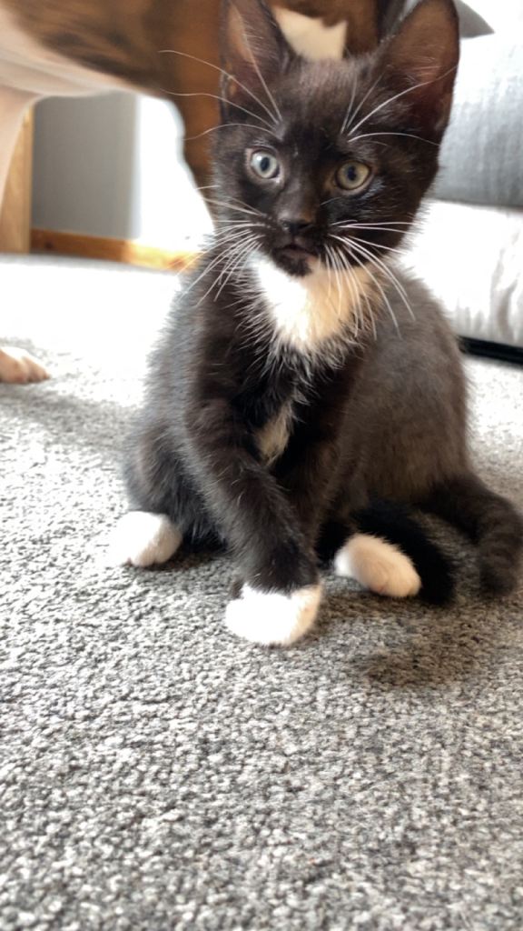 8 week old male kitten
