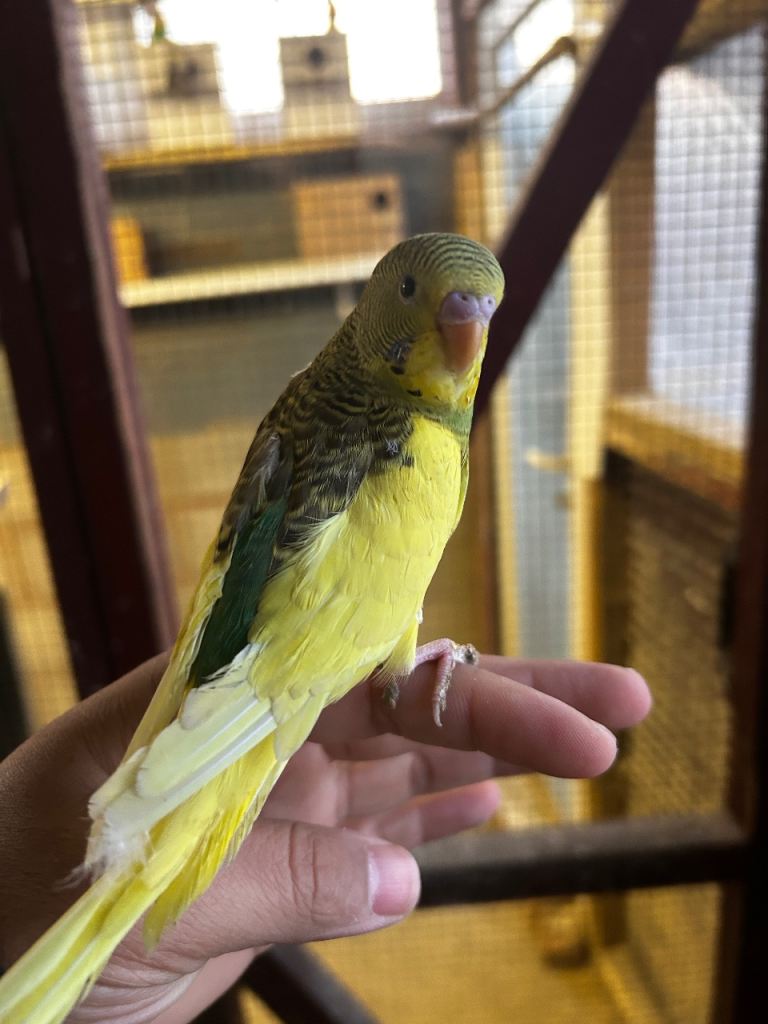 Beautiful and adorable semi tamed baby budgies
