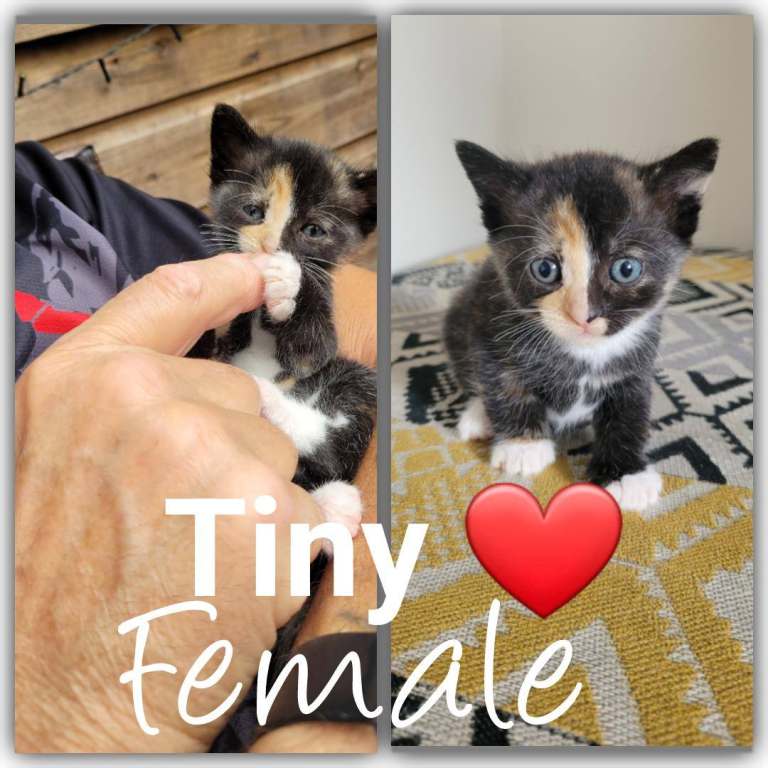 4 x kittens looking for loving homes
