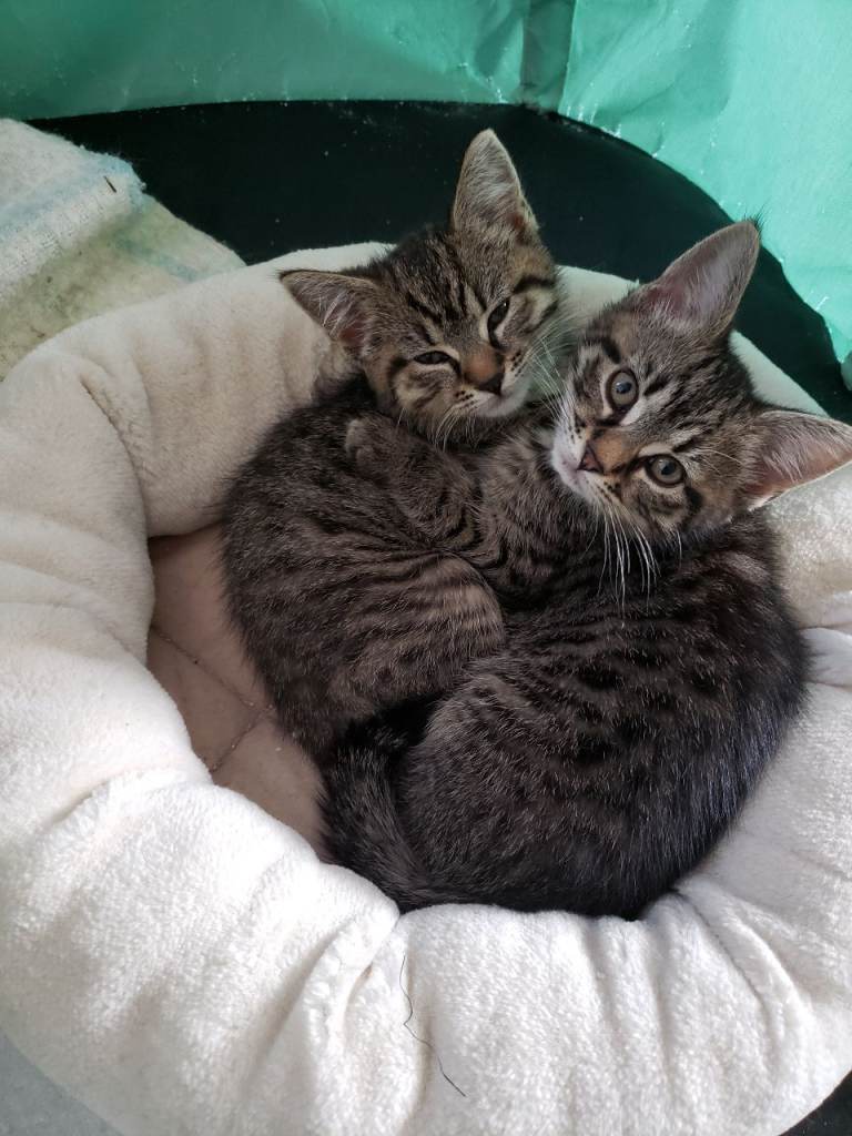 2 girl kittens together for £300