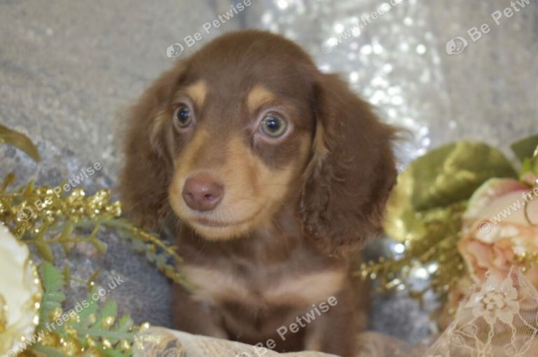 Long coat Miniature dachshund 