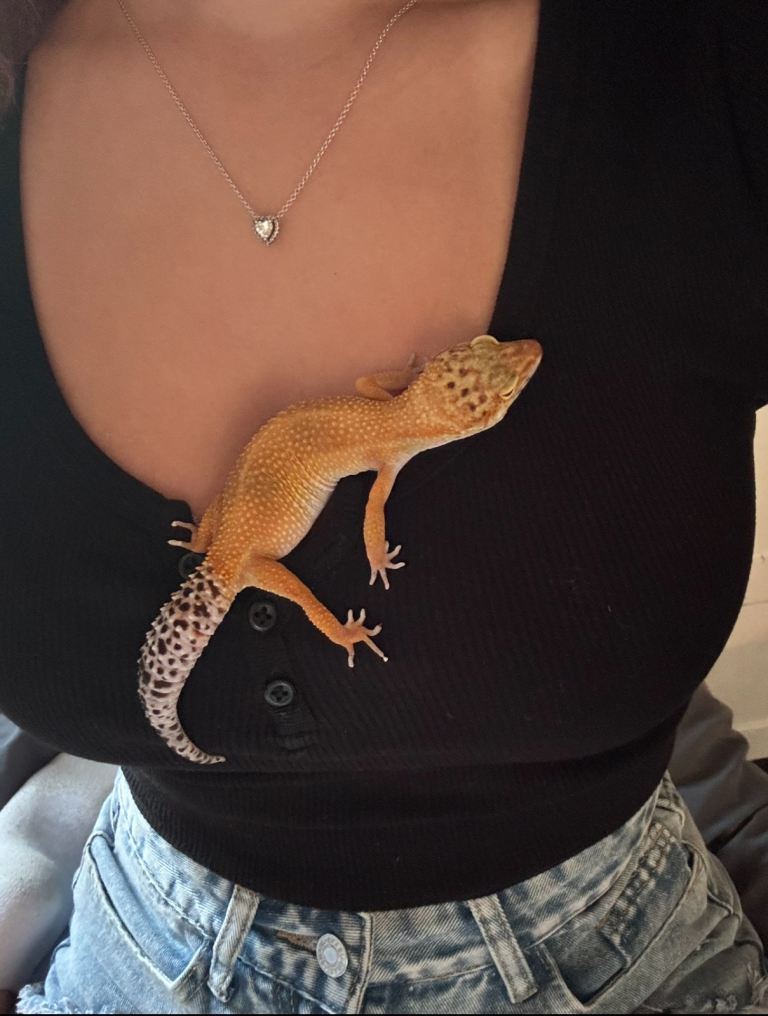 leopard ghecko 