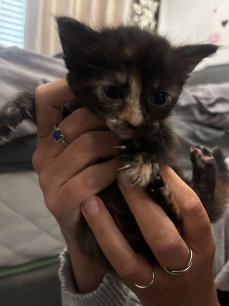 Kitten