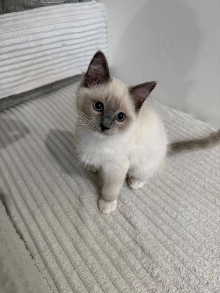 Ragdoll Kitten - Sweetest boy