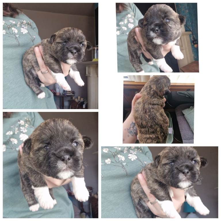 3 Shihtzu x Westie 