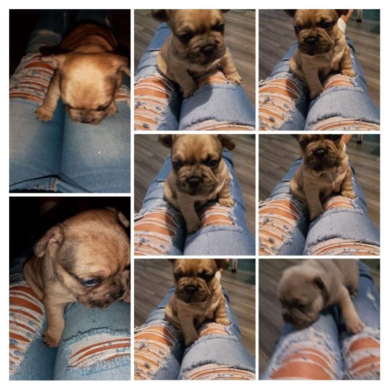 2 MALE PEDIGREE FRENCH BULLDOG PUPS