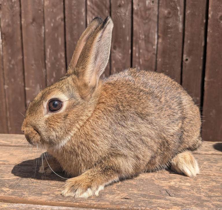 Pair of male baby rabbits 