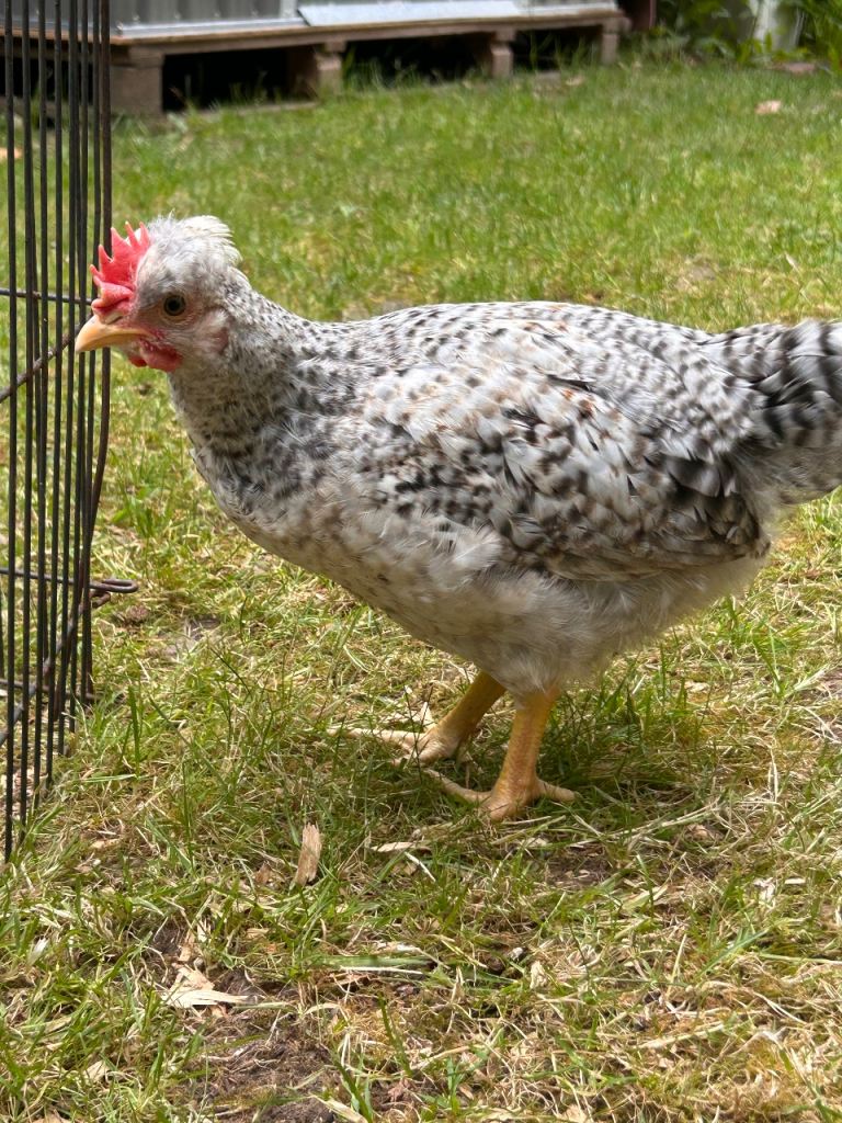 Crested cream legbar rooster 