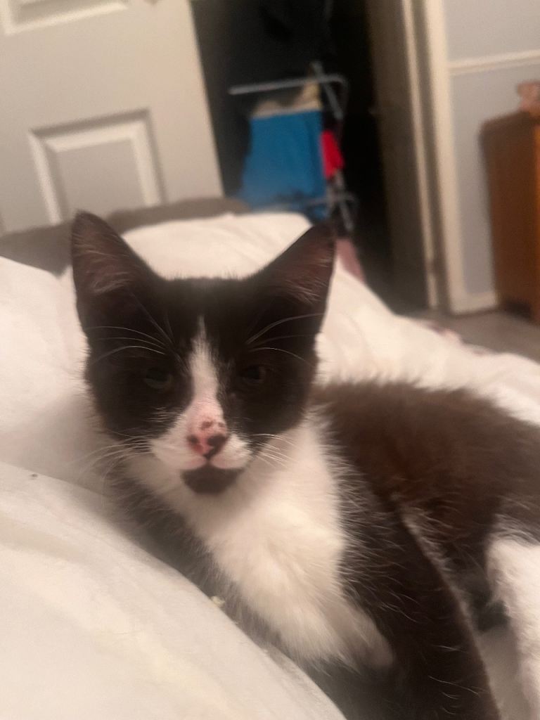Kittens for sale