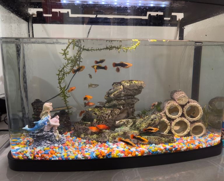40L Aquarium for Sale – Tropical Fish Included – Full Setup