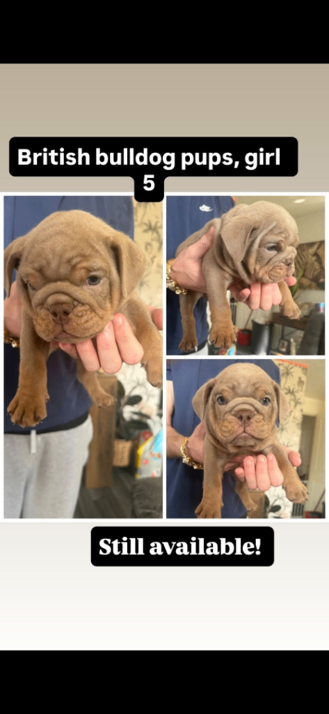 British bulldog puppies all female 