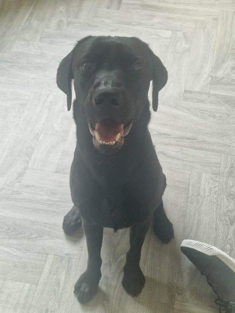 German Shepherd and Labrador for Sale