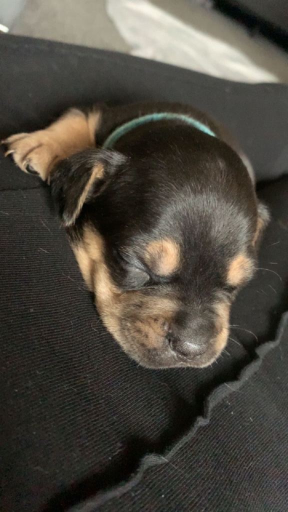 Frenchie x daschund pup (1x boy left) (sold)
