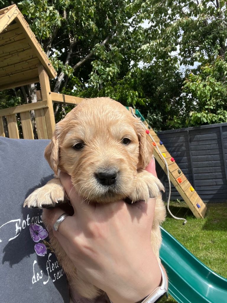 Male golden retriever puppy 