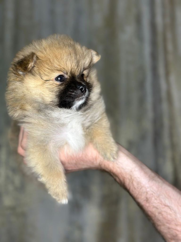 Teddy bear pomaranian puppy’s for sale 
