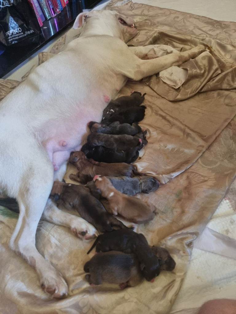 Puppies